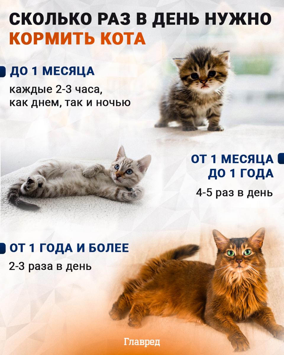 Glavredova infografika, mačka, mačka, kolikokrat na dan hraniti mačko
