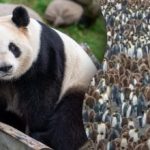 Le genij lahko v 15 sekundah najde pando med stotinami