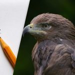 Poišči orla v 8 sekundah: pametna optična iluzija za testiranje